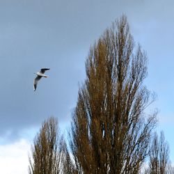 Low angle view of birds flying in sky