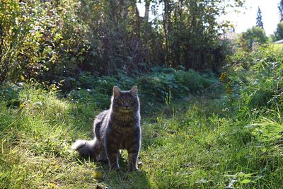 Dog standing on field