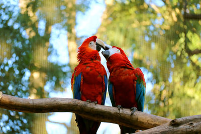 Low angle view of parrot perching on tree