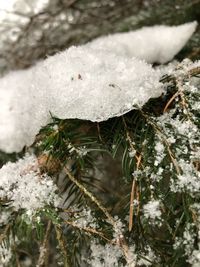 Close-up of frozen plants during winter