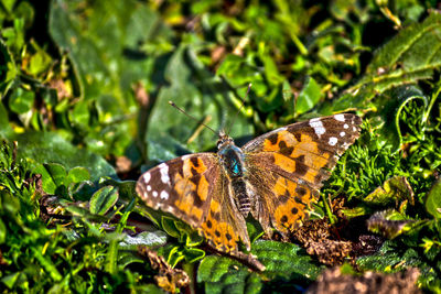 Close-up of butterfly on flower