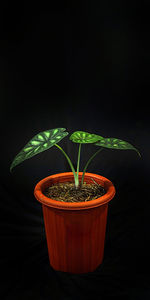 Close-up of potted plant against black background