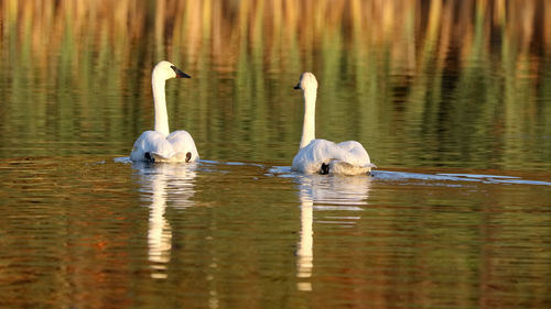 Swans swimming in lake