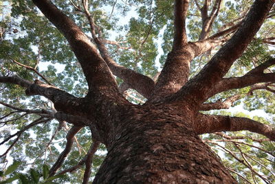 Low angle view of tree trunk against sky