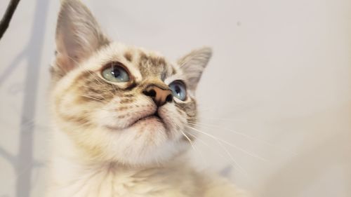 Close-up of a cat looking away