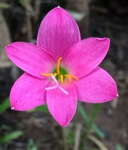 Close-up of pink frangipani blooming outdoors