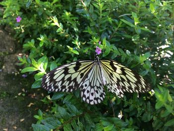 Butterfly pollinating on flower