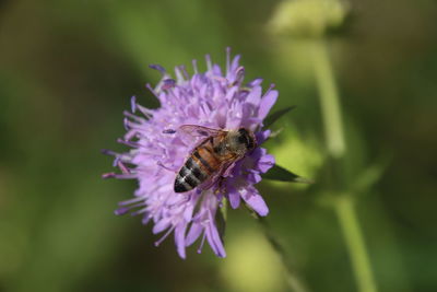 Close-up of bee pollinating on purple flower