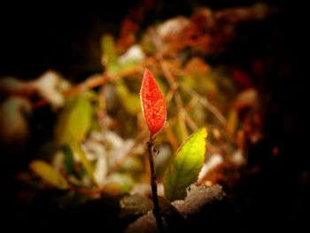 Close-up of red leaves