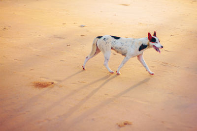 High angle view of dog running on beach