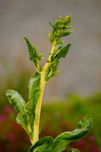 Close-up of green plant