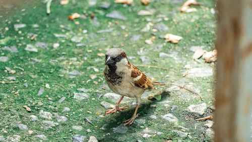 High angle view of bird perching on a land