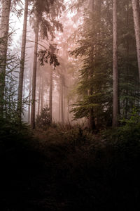 Sunlight streaming through trees in forest