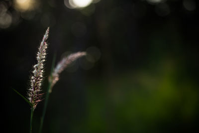 Close-up of plant against blurred background