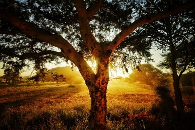 Tree on field against sky