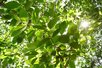 Low angle view of sunlight streaming through tree