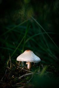 A close up of a small mushroom with a white cap