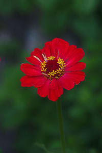 Close-up of red flower