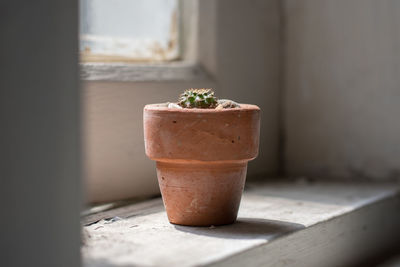 Close-up of potted plant on table