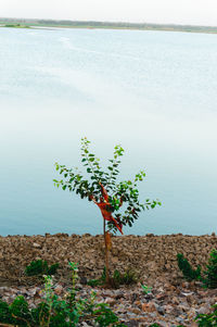 Plant by lake against sky