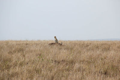 Lone cheetah looking at the horizon on a hilltop in the serengeti
