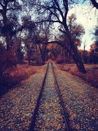 Surface level of railroad track amidst trees during autumn