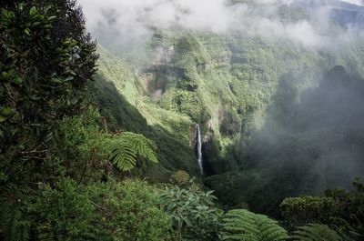 Scenic view of waterfall in forest