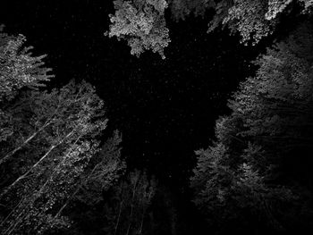 Low angle view of trees in forest