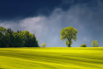 Scenic view of agricultural field against sky