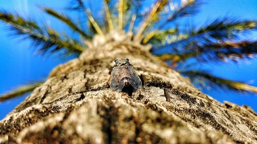 Close-up of lizard against blue sky