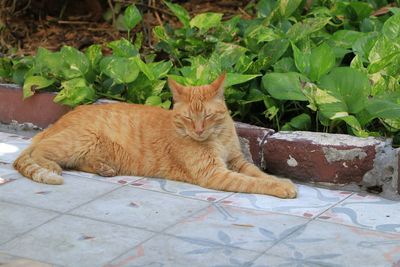 Key west, florida, united states. one of the ernest hemingway's rare polydactyl cat