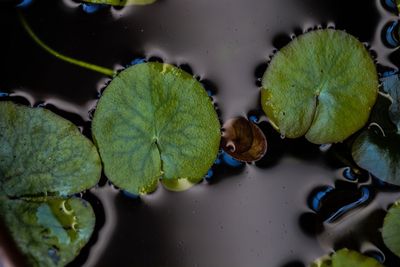 Close-up of leaves on water