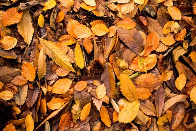 Full frame shot of dry autumn leaves