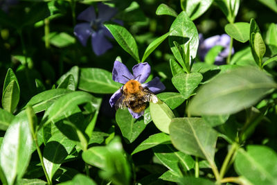 Close-up of butterfly pollinating on flower