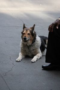 Portrait of dog sitting on street in city