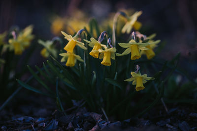 Close-up of yellow flowering plant on field