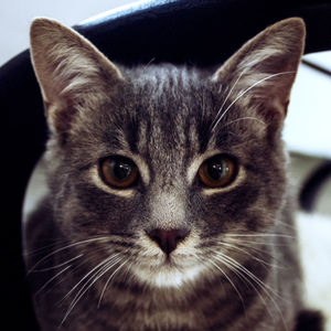 Close-up portrait of a cat