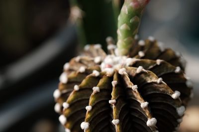 Close-up of fresh flowers