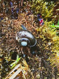 High angle view of shells in the forest