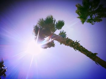 Sun shining through trees