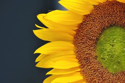 Close-up of sunflower against gray background