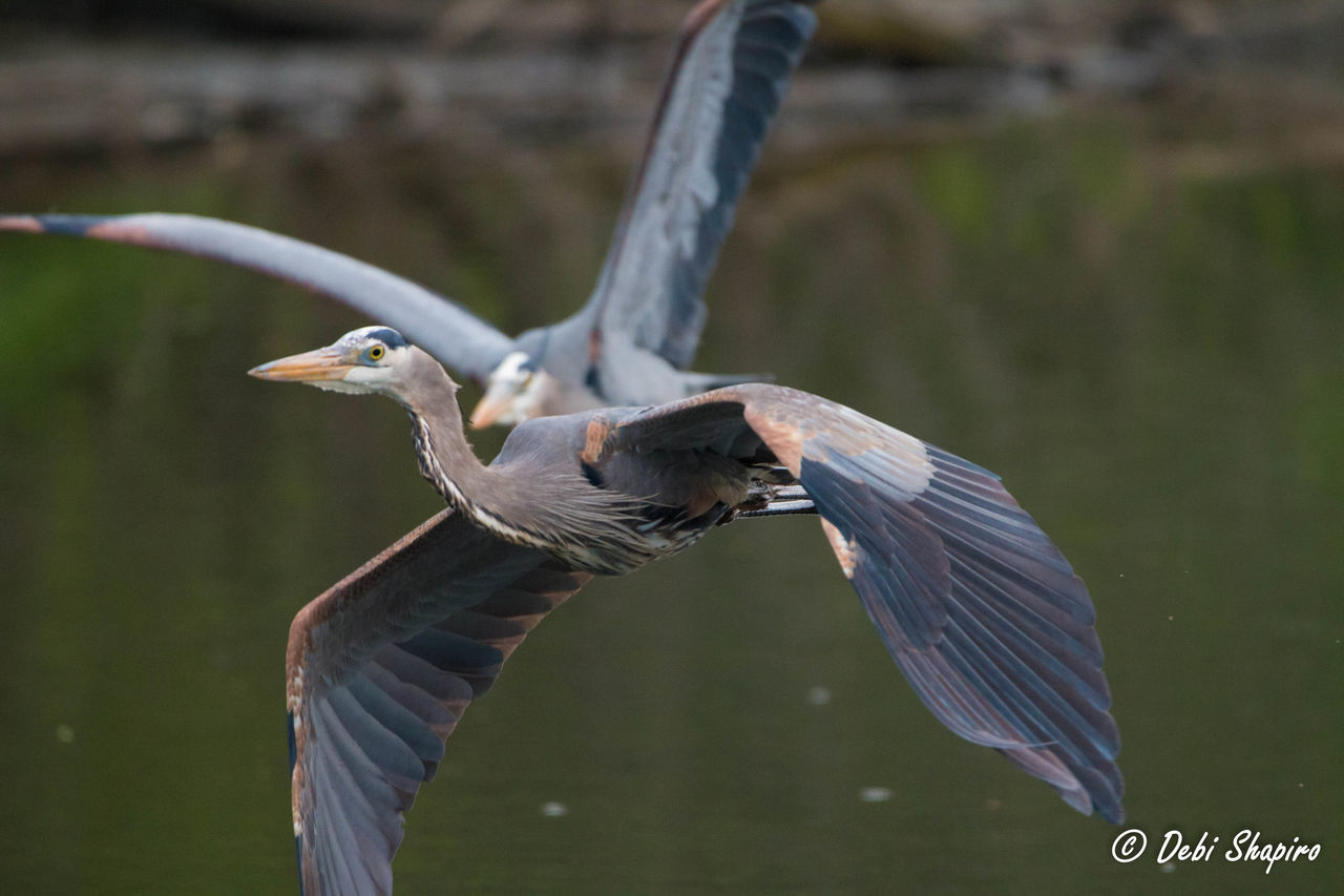 HIGH ANGLE VIEW OF GRAY HERON FLYING