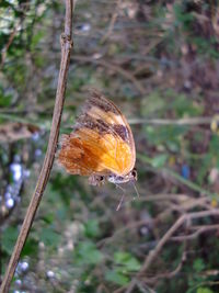 Close-up of snail on grass