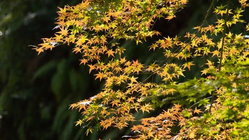 Close-up of maple leaves on tree during autumn