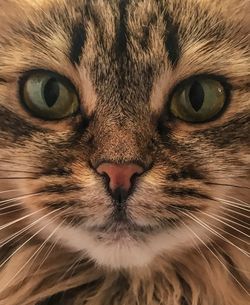 Close-up portrait of a cat