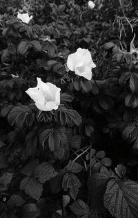 Close-up of flowers