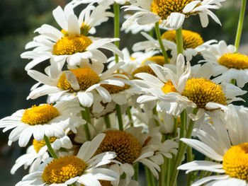 Close-up of white daisy flowers