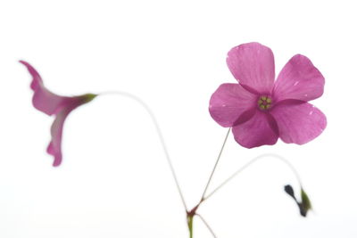 Close-up of pink flower over white background