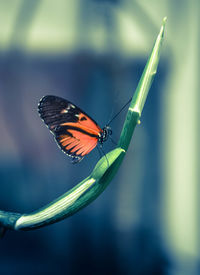 Close-up of butterfly perching on leaf