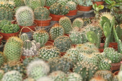 Full frame shot of cactus plants